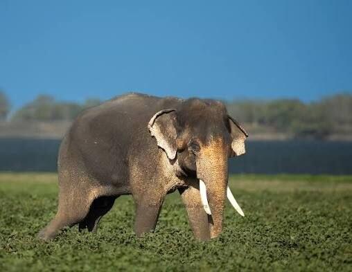 Army and vets fight to save collapsed wild elephant in Ampara