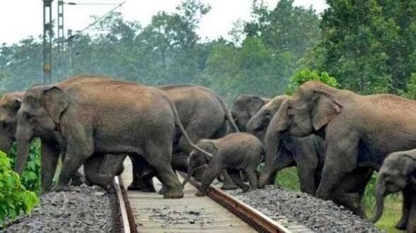 Court of Appeal orders plan to stop elephant train deaths