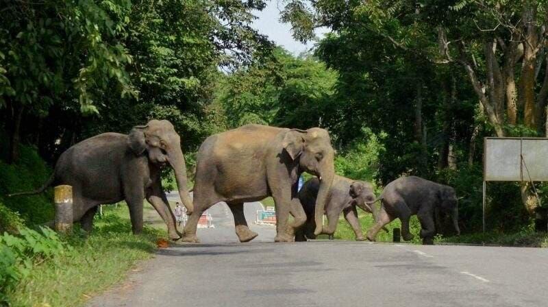 Joint raids and army operations room planned to curb elephant killings