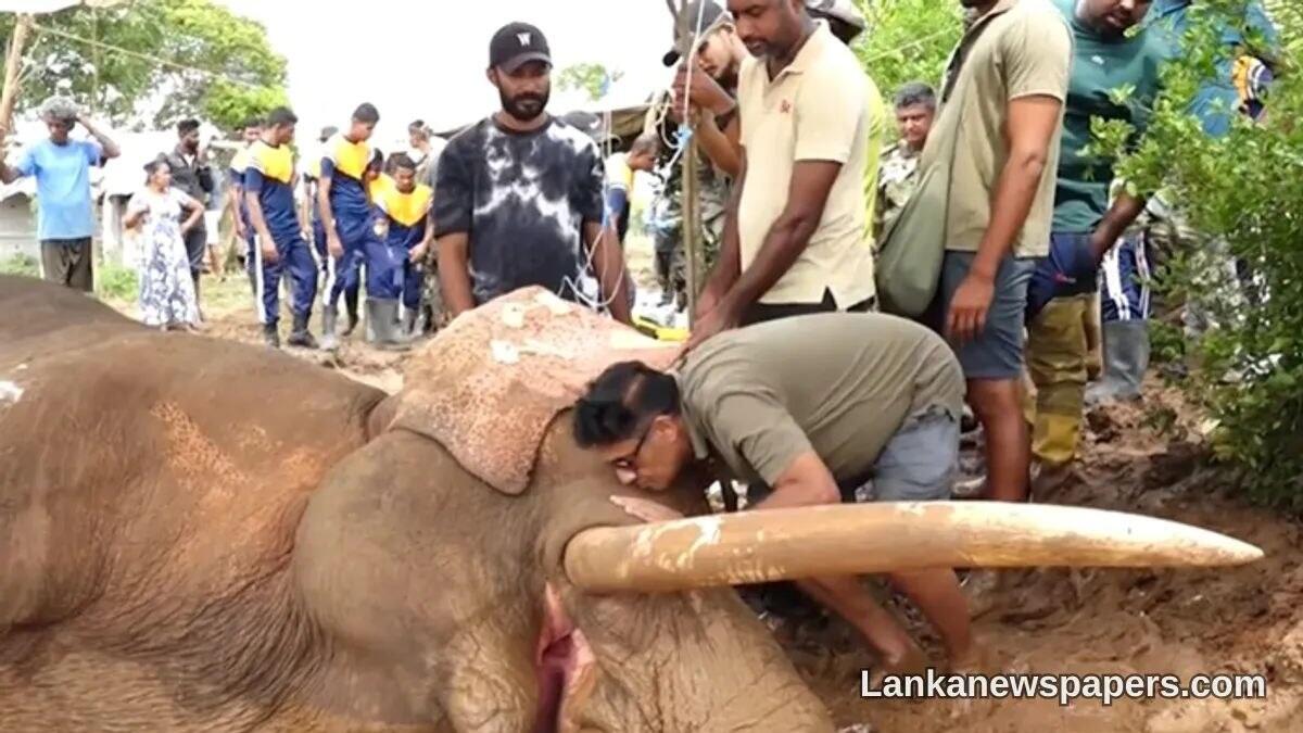 Kavantissa tusker’s death: court orders probe, Sajith wants foreign experts