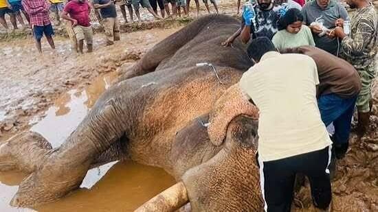 Kavantissa’s death: Wildlife DG defends protection of tusker