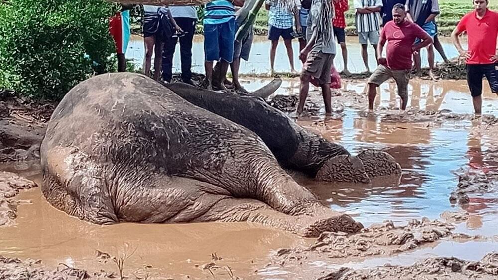 Ministry asks public to keep away from ailing elephant Kawanthissa