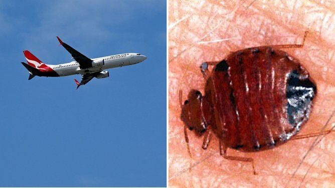 Qantas cancels Rome-Perth flight after bedbug complaints