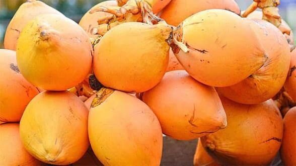 Second king coconut village opens in Badulla District
