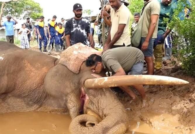Wild tusker Kawanthissa dies after weeks of treatment