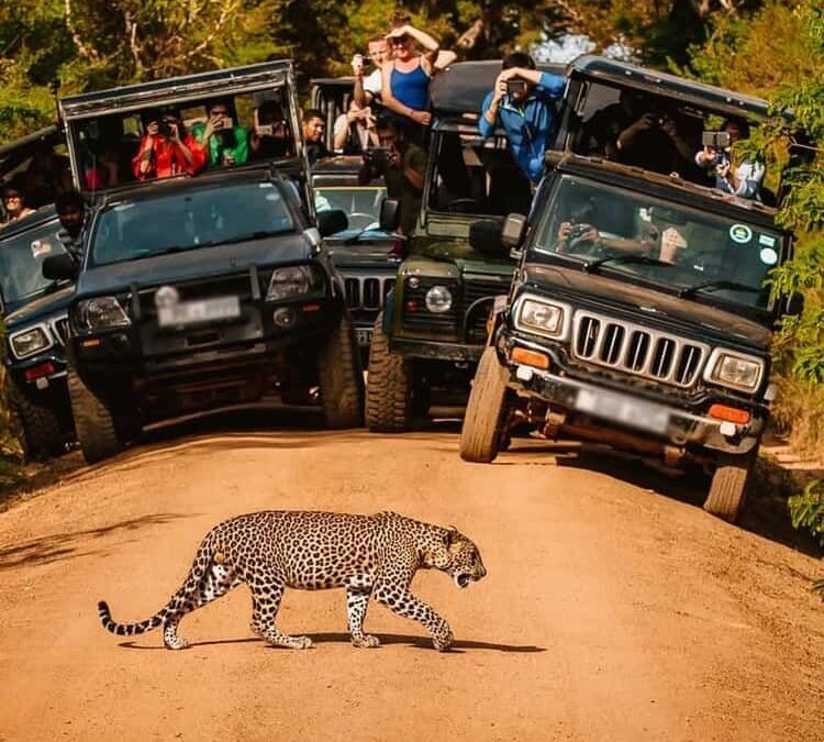 Yala National Park Zones 1 and 1A to reopen on 16 October